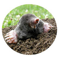 Waseca mole & grub control