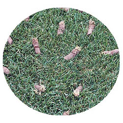 Waseca spring touch aeration and seeding